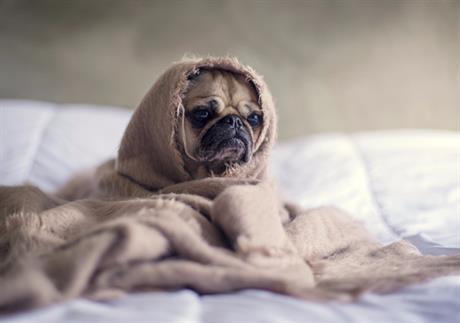 Ušljivost kod pasa i mačaka