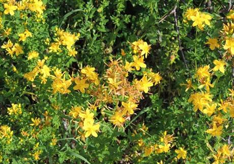 Tamponiranje kantarionovim uljem