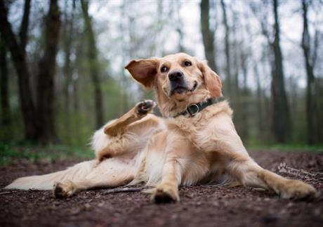 Pas se neprestano češe – što je to atopija?