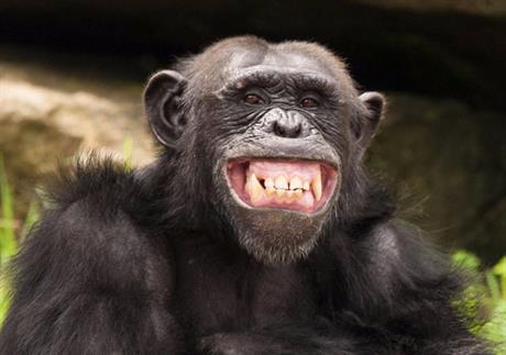 Od gena do teških metala