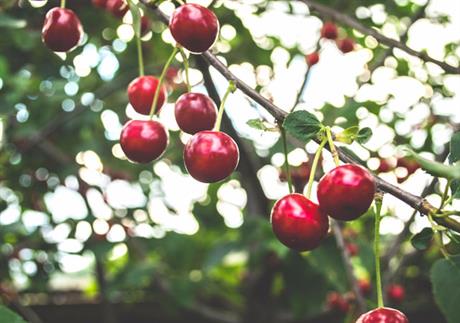 Trešnja protiv celulita