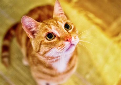 Kada bjeloočnica poprimi žutu boju – žutica