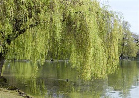 Vrba za smanjenje temperature i protiv bolova