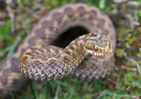 Zmije otrovnice