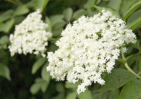 Bazga - vrijeme je za branje!