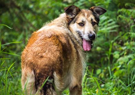 Što kada psa ugrize zmija? 