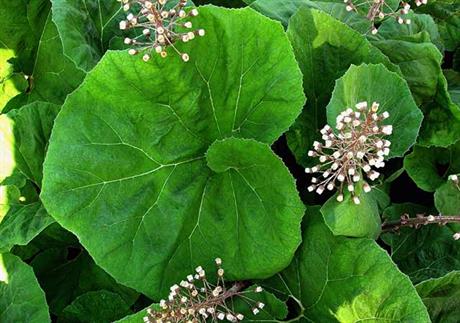 Repuh – biljka protiv bolova