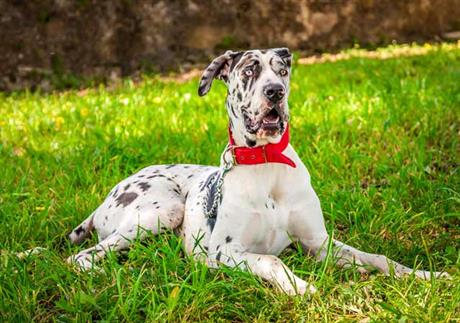 Kako reagirati kod ugriza zmije? 