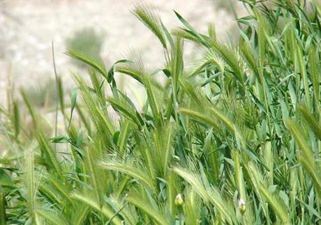 Opasna travka ili klas