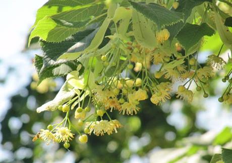 Lipe cvatu – za što sve možemo koristiti lipu?