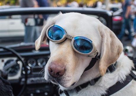 Putovanje s kućnim ljubimcem