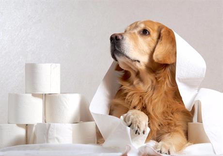 Mekana stolica kod pasa i mačaka