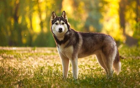 Bolest kože zbog nedostatka cinka 