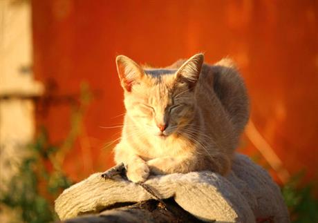 Štetnost sunčevih zraka