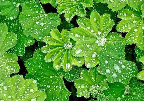 Vrkuta - biljka za žene