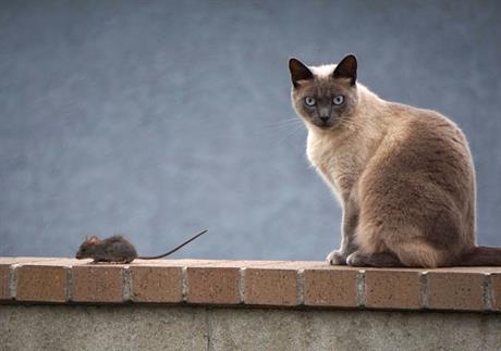 Trovanje pasa i mačaka otrovom za štakore