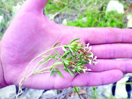 Trava iva – od mrtva radi živa