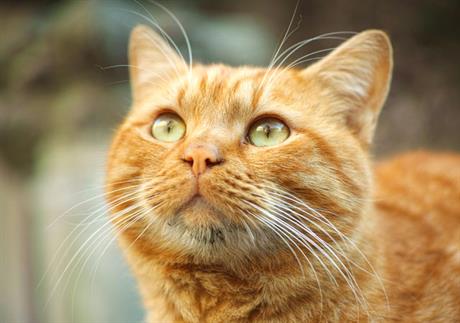 Što ako mačku nedostaje testis? 