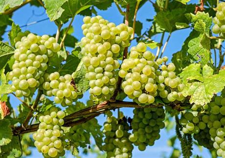 Grožđe – prevencija za zdrav život