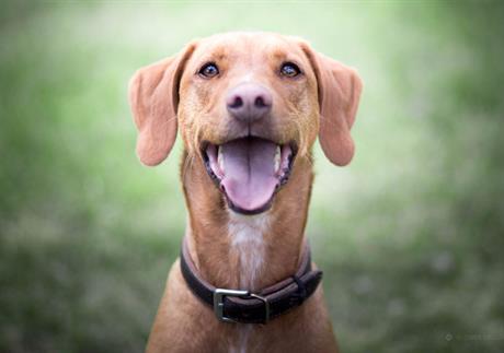 Pojačano suzenje oka