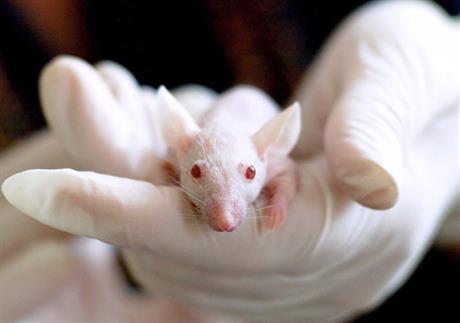 Pokusni miševi i testiranje na ljudima