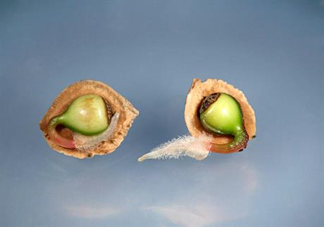 Sakupljanje sjemenja ljekovitog bilja