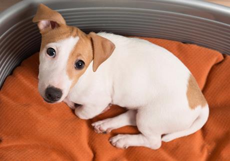 Infekcije na koži pasa i mačaka