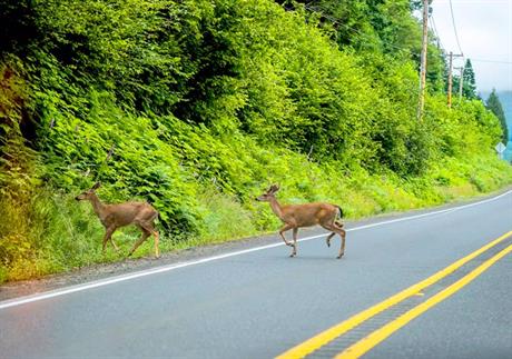 Kasko osiguranje rizika s/udara s divljači