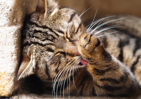 Zašto maca liže krzno? 