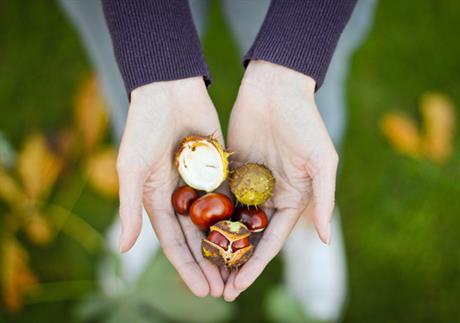 Divlji kesten – za vene i hemeroide, ali i za pranje rublja!
