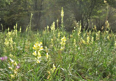 Lanilist protiv upale vena