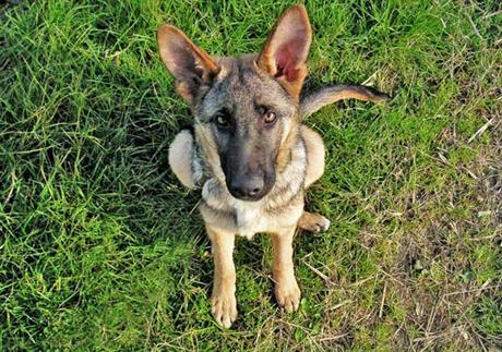 Što je to seboreja? 