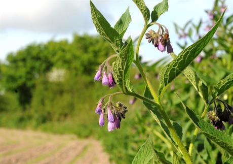 Tinktura od gaveza protiv reume i reumatoidnog artritisa