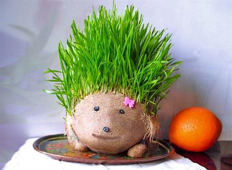 Što s mladom pšenicom nakon blagdana?