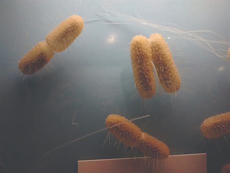 Bakterije kao uzrok raka