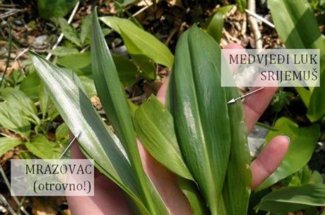 Kako raspoznati medvjeđi luk?