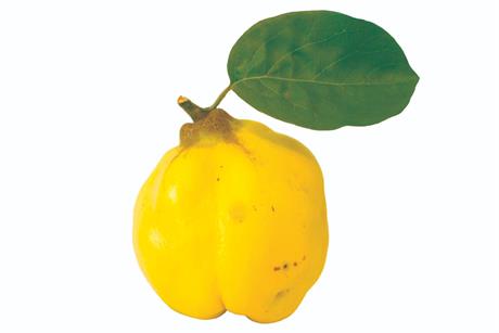 List i sjemenke dunje