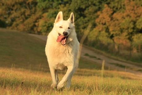Prirodni repelenti protiv buha i krpelja za kućne ljubimce