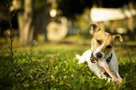 Ljekovito bilje za pse