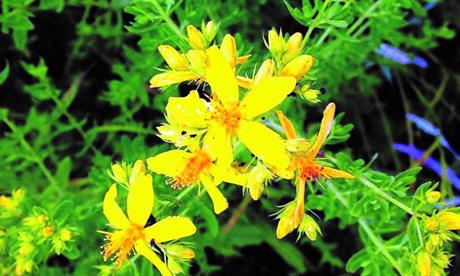 Samoniklo bilje koje raste oko vas