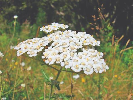 Macerat od stolisnika za gljivične infekcije kože