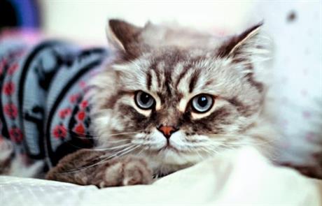 Je li opasno kada maca prestane jesti?