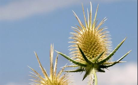 Češljugovina - biljka protiv lajmske borelioze
