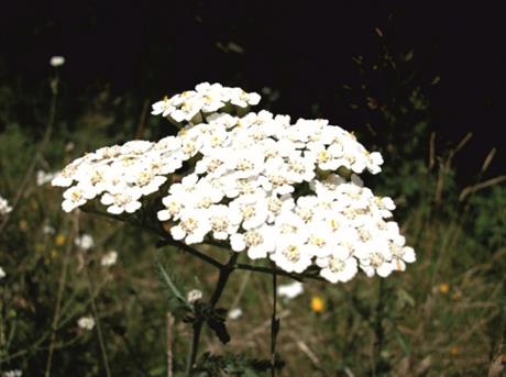 Stolisnik - korisna biljka koju se može naći posvuda