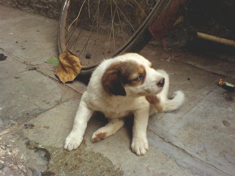 Ušljivost kod pasa i mačaka