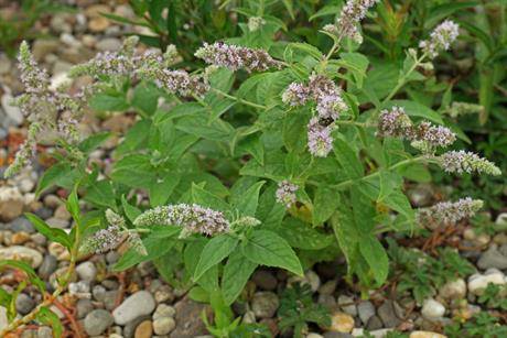 Divlja menta i njen miris