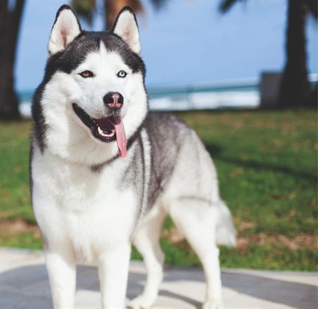 Dermatoza izazvana nedostatkom cinka