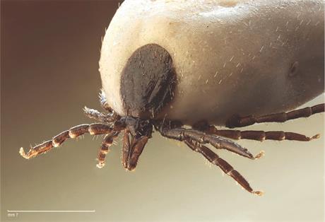 Infekcijska bolest pasa - Erlihioza 