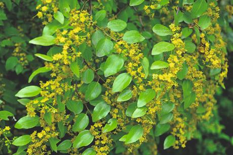 Drača – protiv crijevnih viroza