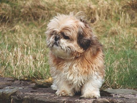 Sindrom brahicefaličnog disanja